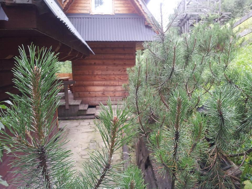 Domek Pod Zielonym Lasem Zakopane Dış mekan fotoğraf