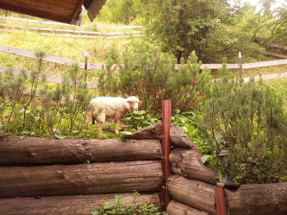 Domek Pod Zielonym Lasem Zakopane Dış mekan fotoğraf